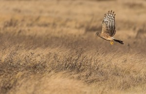 Kornweihe im Suchflug