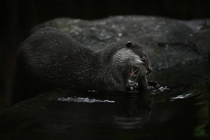 Otter beim fressen