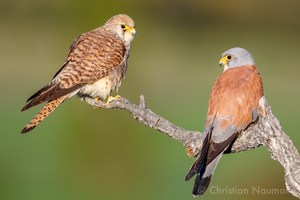 Rötelfalke (Falco naumanni / besser kestrel) - Männchen und Weibchen