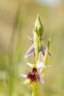 Ophrys lunulata, endemisch
