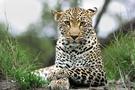 Leopard in Sabi Sand, Südafrika