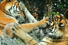 kämpfende Tiger