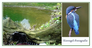 Eisvogel Fotografie