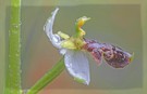 Ophrys philippi, eine der seltensten Orchideen Europas