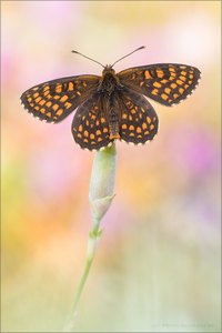 Östlicher Scheckenfalter (Melitaea britomartis)