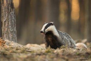 Ganz schön frech, der Dachs.