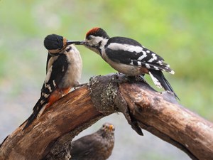 Buntspecht mit Nachwuchs