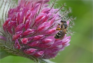 Besuch einer Biene auf Hügelklee