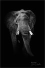 Afrikanischer Elefant im "Fotostudio"