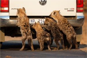 When your car breaks down in Kruger...