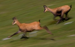 Auf der Flucht