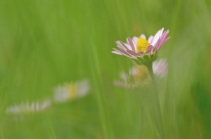 Malerische Gänseblümchen