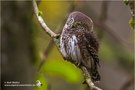 Sperlingskauz (Glaucidium passerinum)