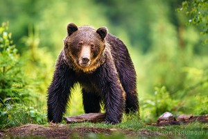 kapitaler Braunbär (Ursus arctos)