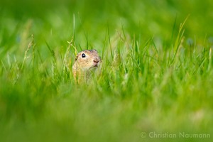 Junges Ziesel auf der grünen Wiese