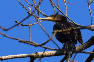 Kormoran _mit guter Sicht auf den Fluß