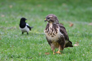 Bussard