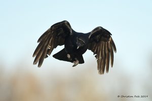 Corvus corone corone II