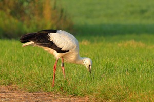 Weißstorch _frühmorgens im Sommer