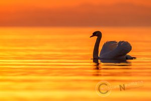 Höckerschwan (Cygnus olor) im Sonnenaufgang / Morgenrot