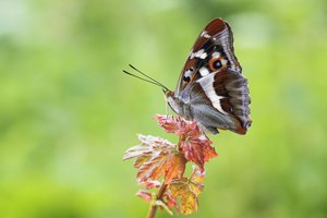 Vom Ei zum Schmetterling - der Große Schillerfalter- die Metamorphose