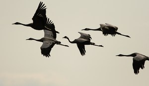 Die Kraniche im Flug