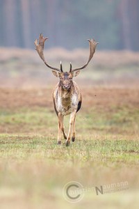 Damhirsch (dama dama) frontal