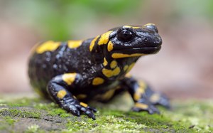 Feuersalamander