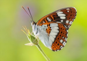 Vom Ei zum Schmetterling - der Kleine Eisvogel - die Metamorphose