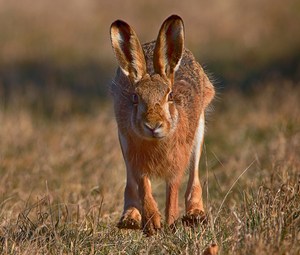 Hase auf Gegenkurs  _Konfrontation oder Zuneigung?