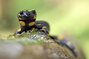 Feuersalamander