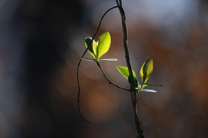 Auf Herbst und Winter folgt das Frühjahr