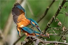 Eisvögel (Alcedo atthis) bei der Paarung