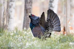 Auerhuhn im Sumpf