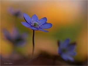 Leberblümchen