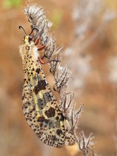 Libellenähnliche Ameisenjungfer (Palpares libelluloides)