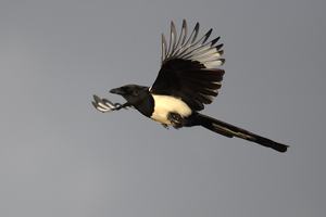 Magpie