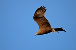 Erfolgreicher abendlicher Raubzug