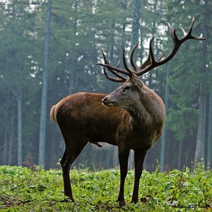 Die Hirschbrunft