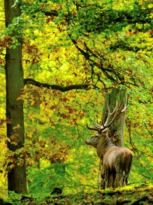 Im Herbstwald