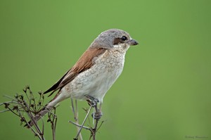 Neuntöter (Lanius collurio)