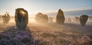 Heidelandschaft im Morgennebel