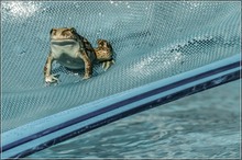 ... hee, in deinem Pool wäre Platz für uns Zwei gewesen ...