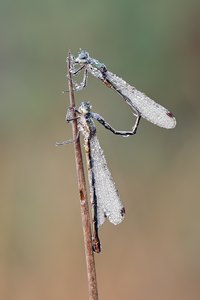 Kleine Binsenjungfer