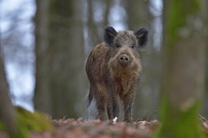 Wildschwein