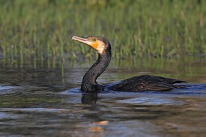 Nur ein Kormoran