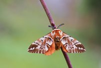 Die Birkenspinner fliegen wieder.