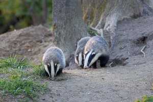 Dachsfamilie