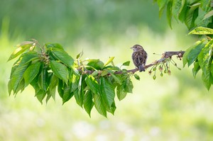 Nur ein Spatz