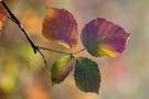 Herbstliches Brombeerblatt